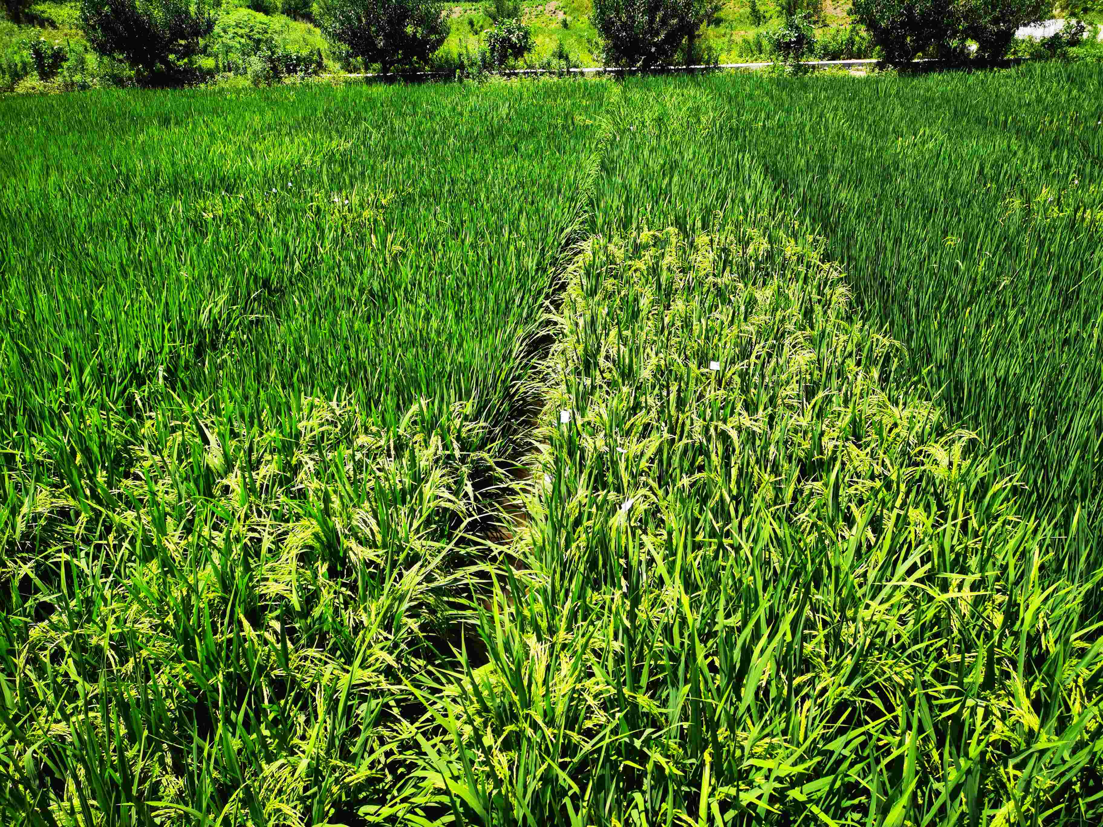 �Ĵ���ҵ���Ÿ�̩����ҵ�������