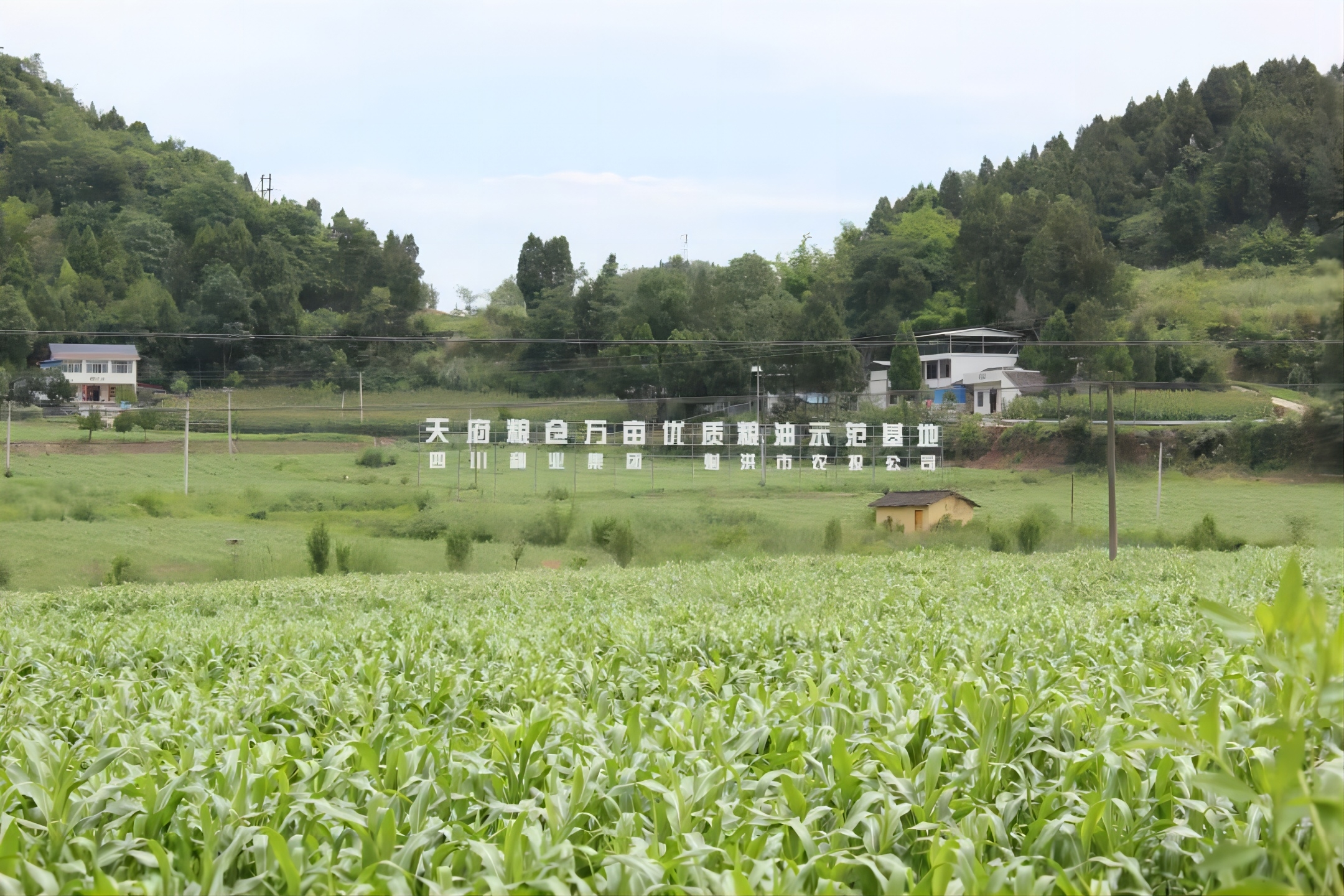 652e4c9212830.jpg 1.jpg