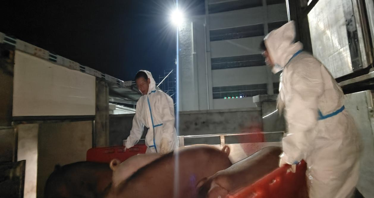 6552dacc253c7.png 川繁猪公猪站顺遂完成第二批引种.png