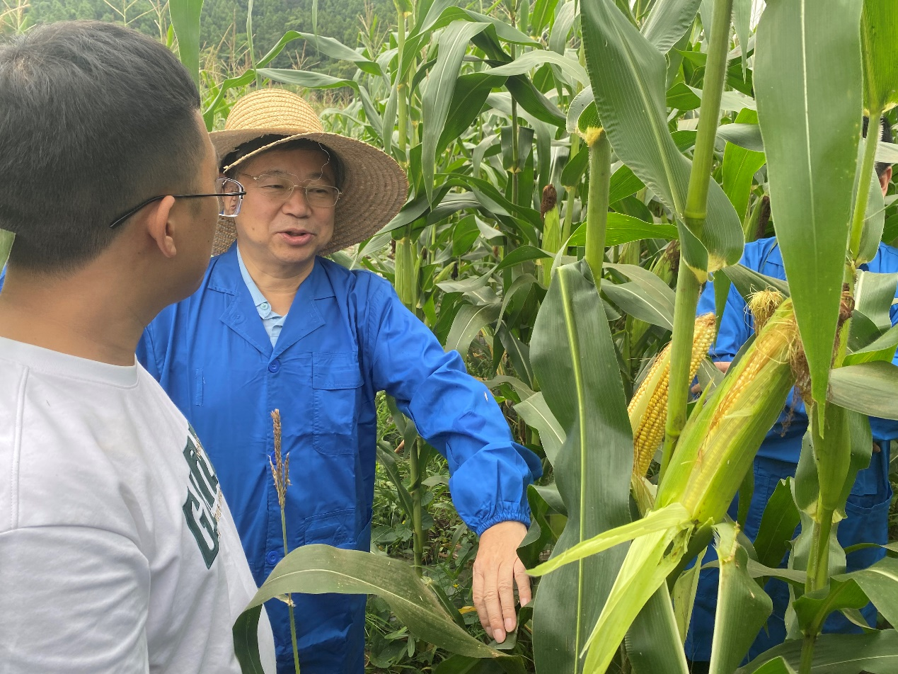 66874aba43183.png 科创中心调研玉米高产试验树模和甜糯玉米新品种选育事情.png
