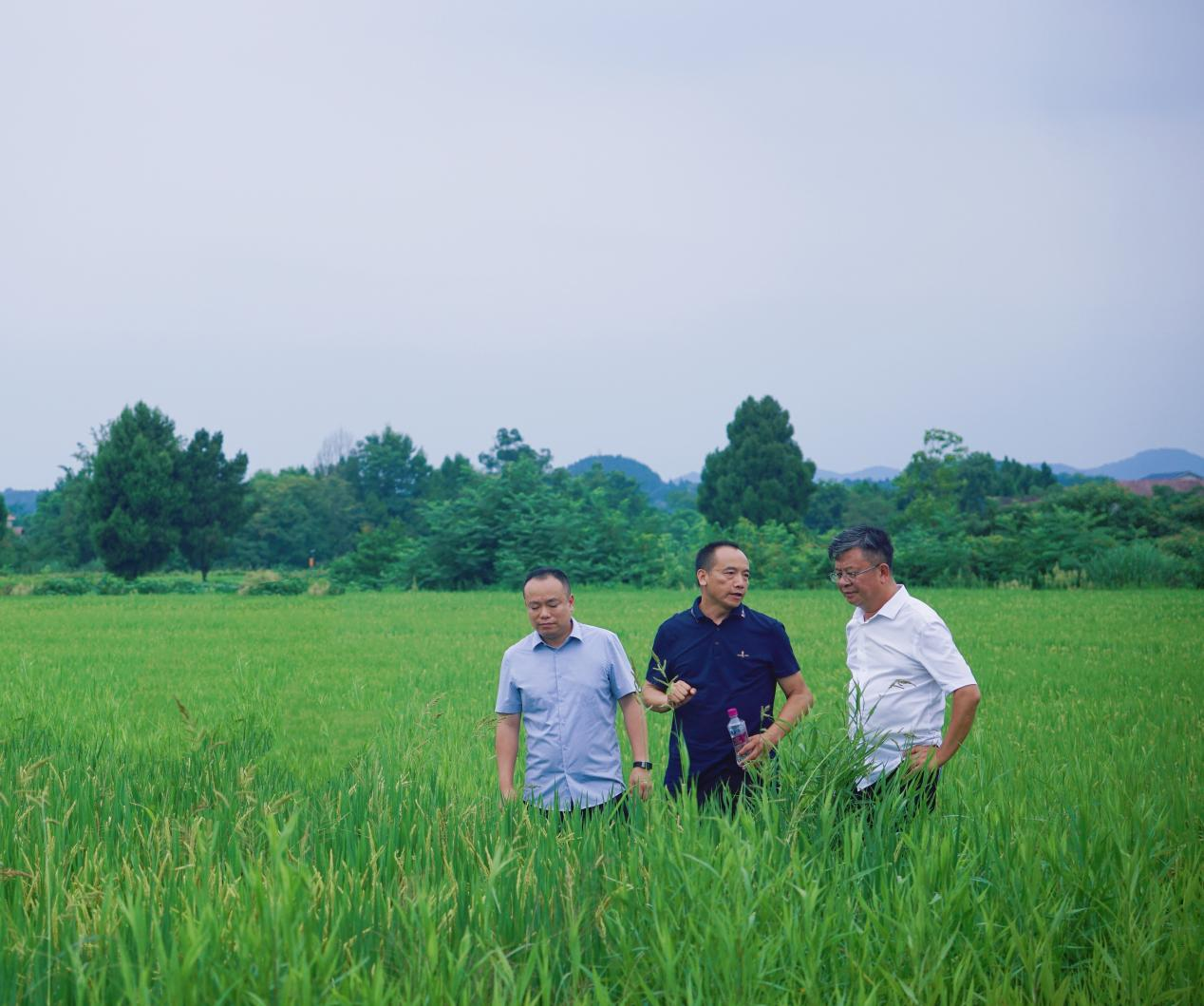 6699bba93834a.png Ò׷ɵ÷ÑоÅÐ˺Ìũҵ¹«Ë¾ÉÌÒµ»¯Ë®µ¾Õ¹Ê¾Ê÷Ä£»ùµØ.png