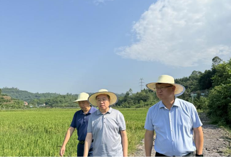 66bdc3973374f.png »ÆÐ¡Îĵ½¹ã°²Êе÷ÑÐÅ©ÊÂЧÀÍÊÂÇé.png