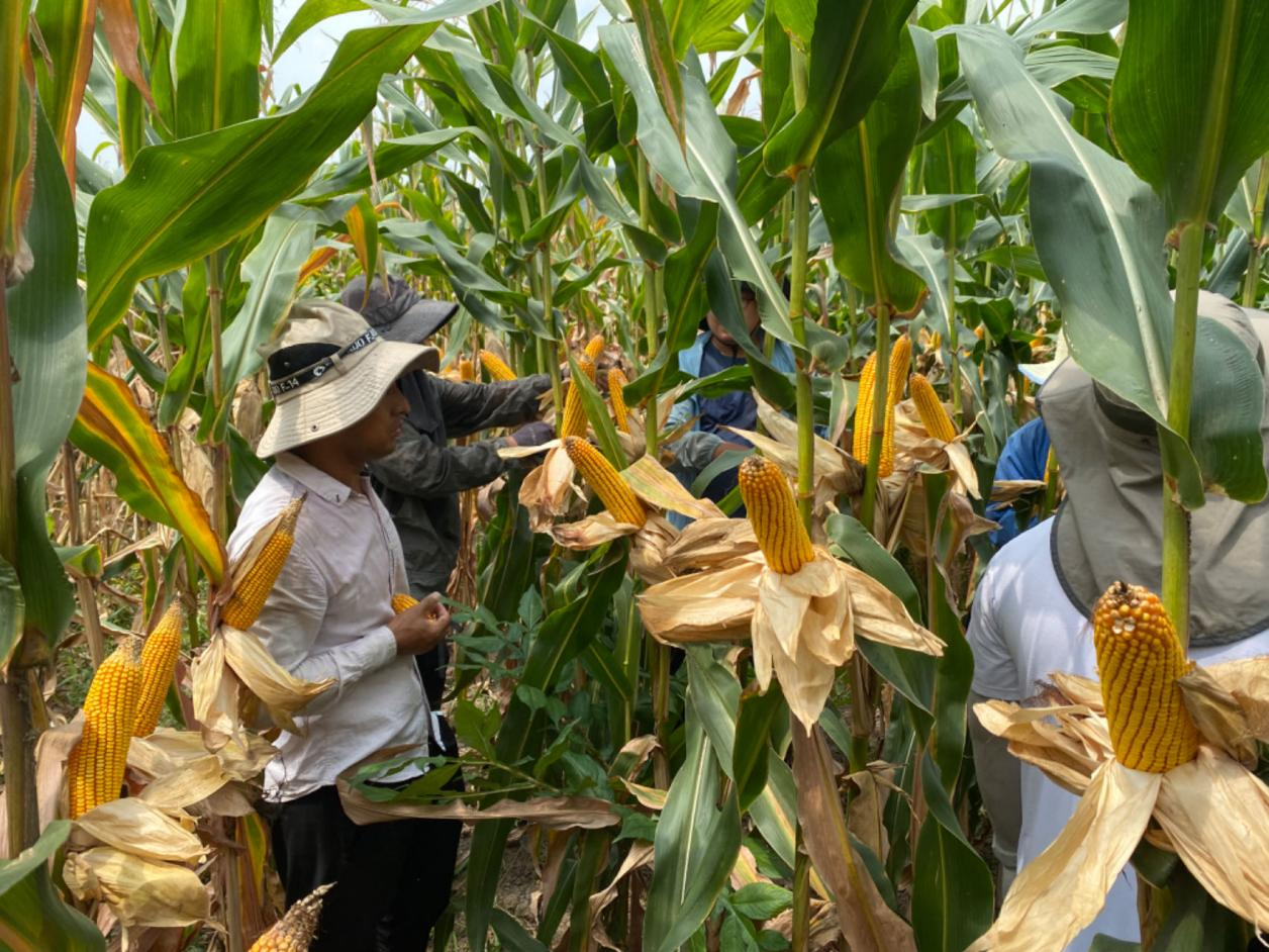 66c29c9e26bc1.png ¿Æ´´ÖÐÐÄÔÚÑŰ²ÊпªÕ¹ÓñÃ×ÐÂ×éºÏÊÓ²ìɸѡÊÂÇé1.png