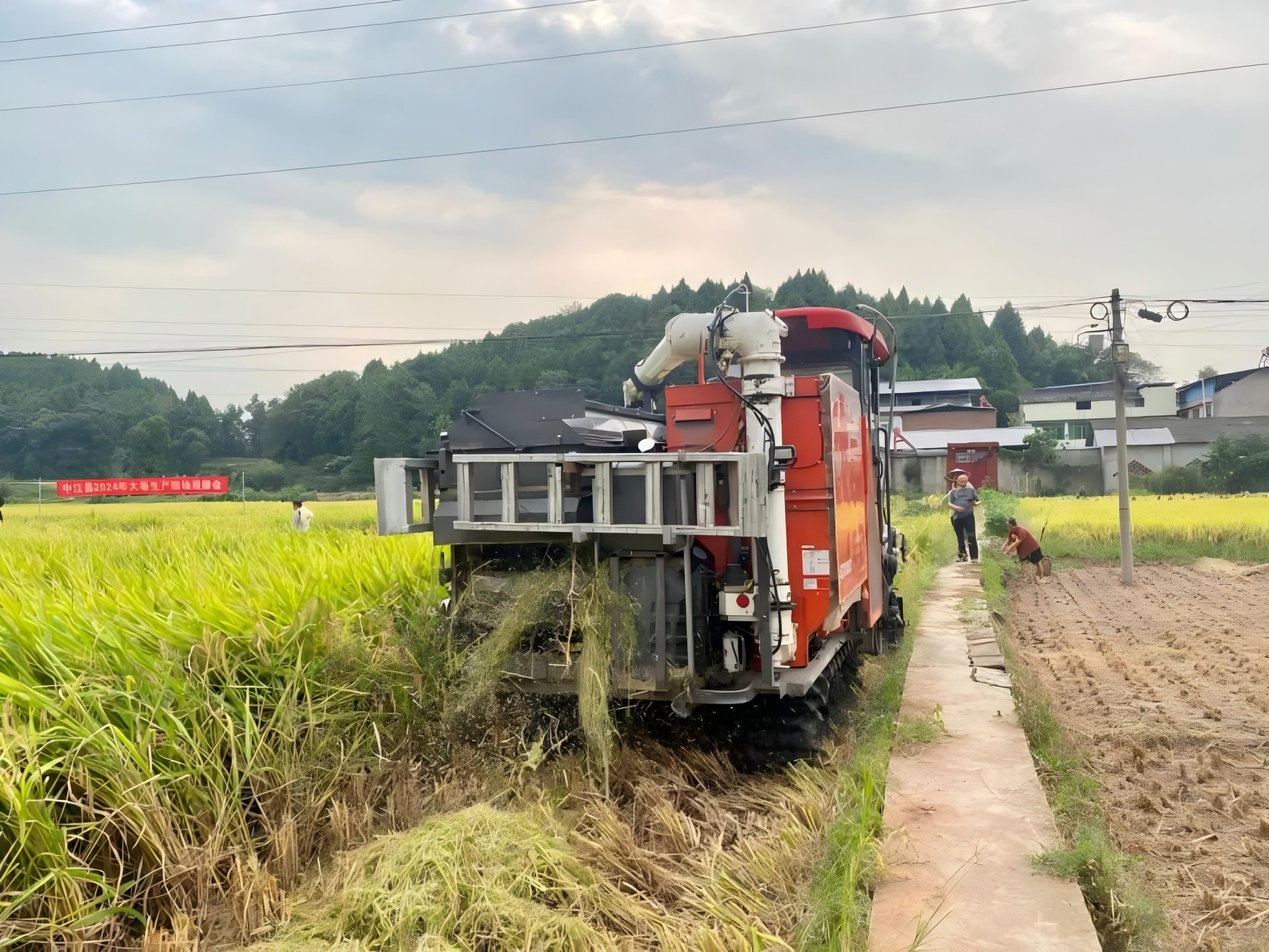 66d1f1f33f27f.jpg ƽ¾ùͲú797.7¹«½ï£¡¼¯ÍÅË®µ¾Æ·ÖÖ¡°Æ·ÏãÓÅ9205¡±¸ß²úÊ÷Ä£·½ÊµÊÕ²â²ú3(1).jpg