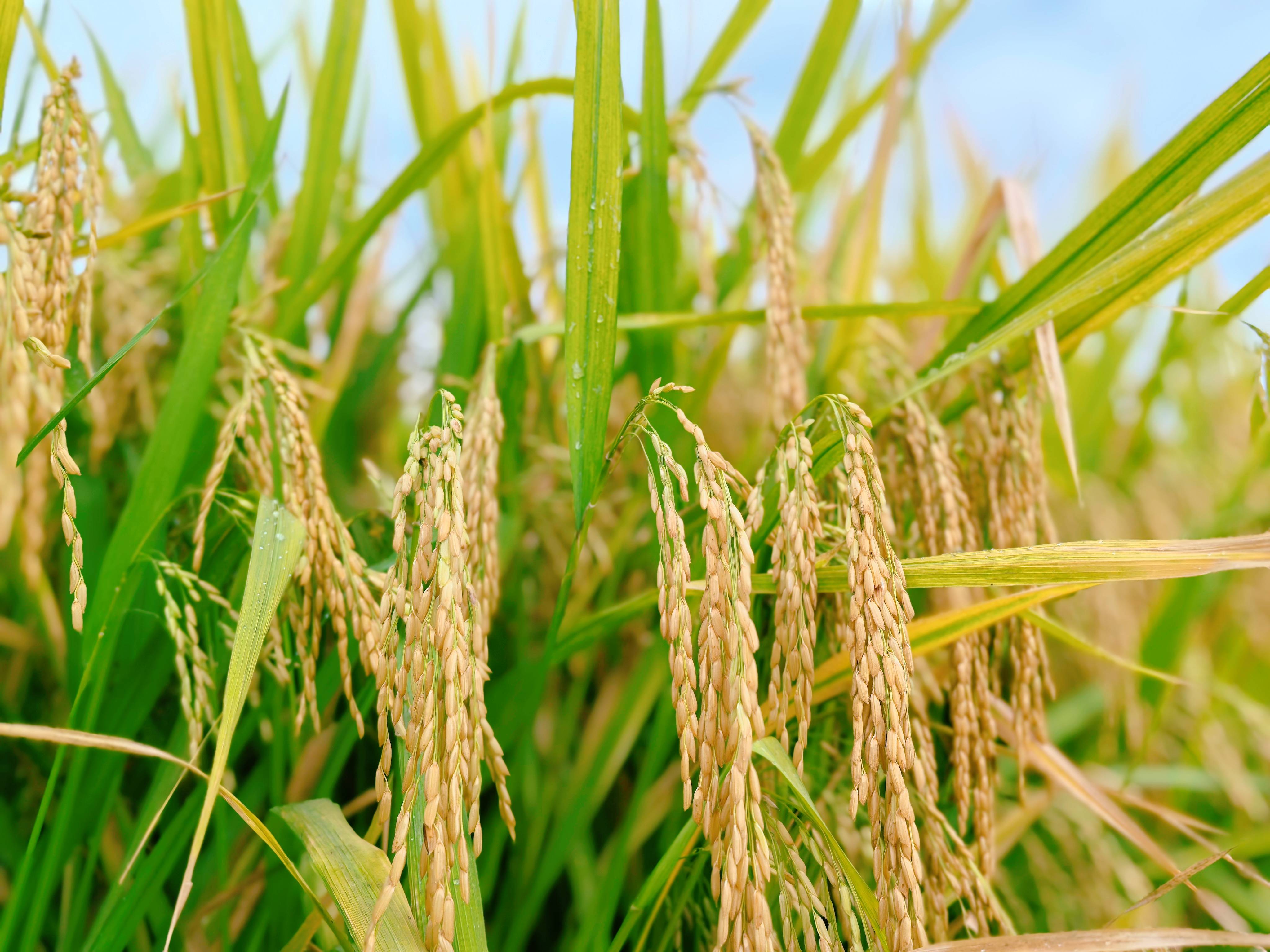 66e2533fc673c.jpg 仲衍种业举行“玉龙优1611”百亩高产展示现场观摩会2(1).jpg