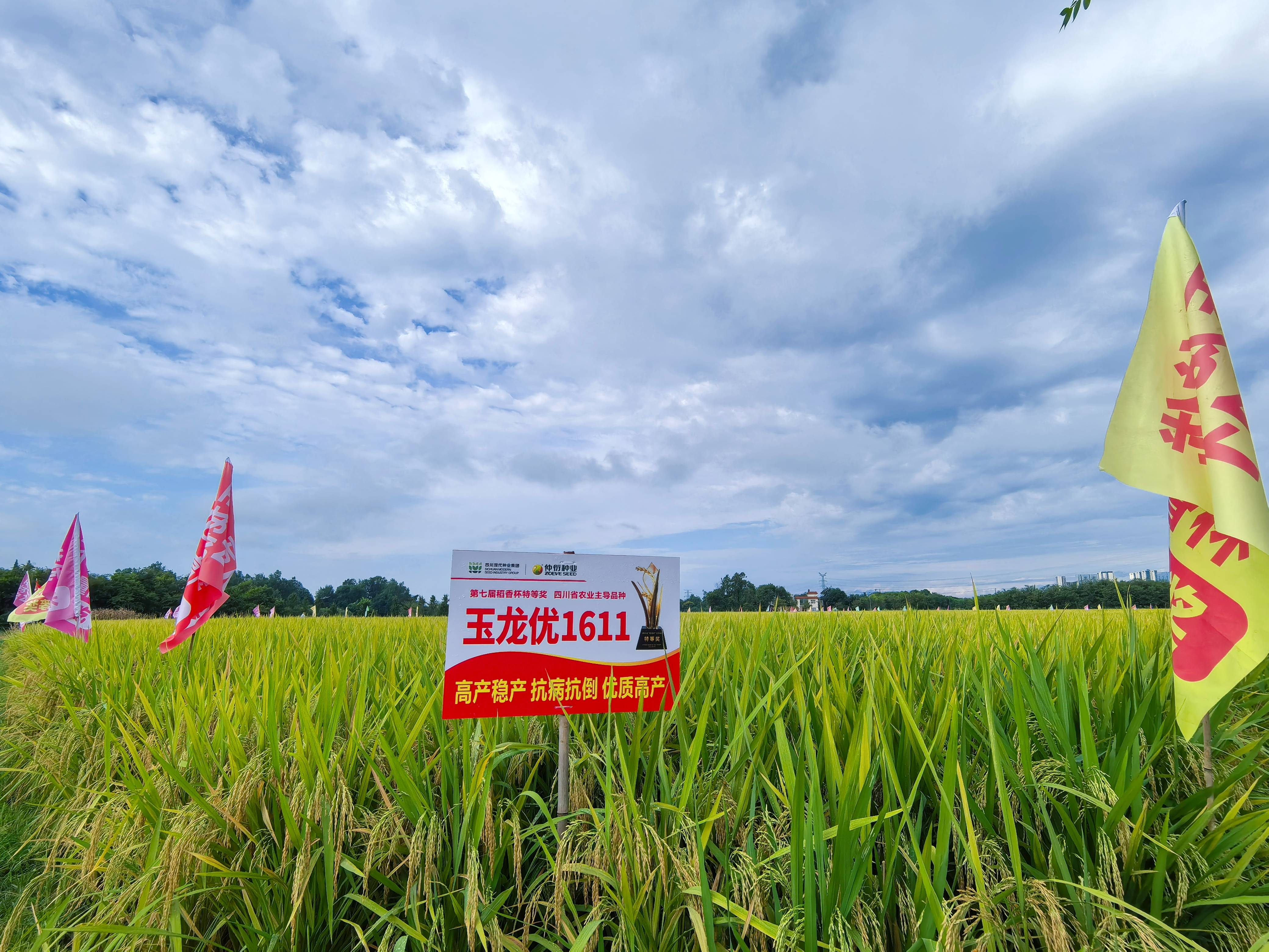 66e253526a38e.jpg 仲衍种业举行“玉龙优1611”百亩高产展示现场观摩会1(1).jpg