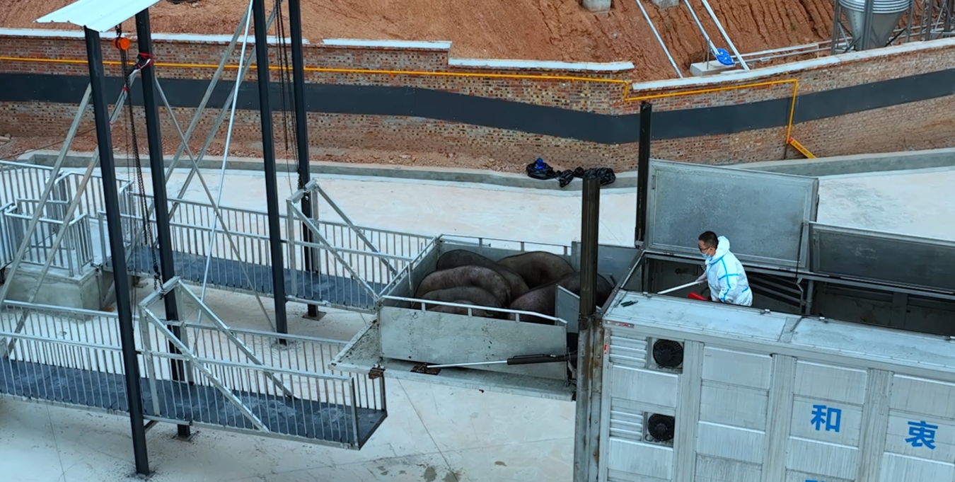 66fa10ba7fcbc.png ÊñоºÚÖíÐÂÆ·ÖÖ½¹µãÓýÖÖ³¡½¨³ÉͶ²ú1.png