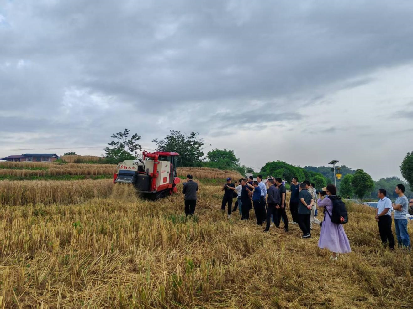 �Թ���2025��С���ջ��ֳ�����������оũҵ��˾��ģݪֲ�����ٿ�