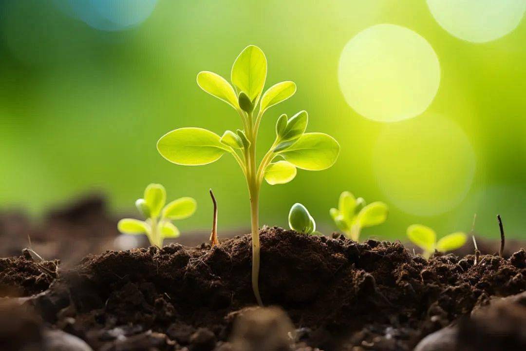 ���й����Ӱ����й���ʳ�徲