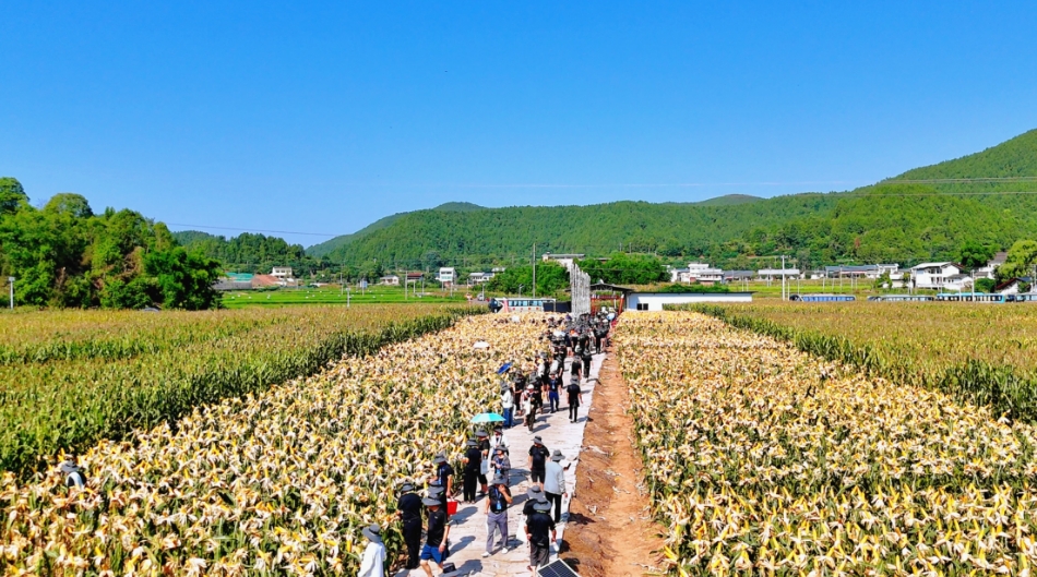 6891ca464e1a1.png 仲衍pic1封面大景.png