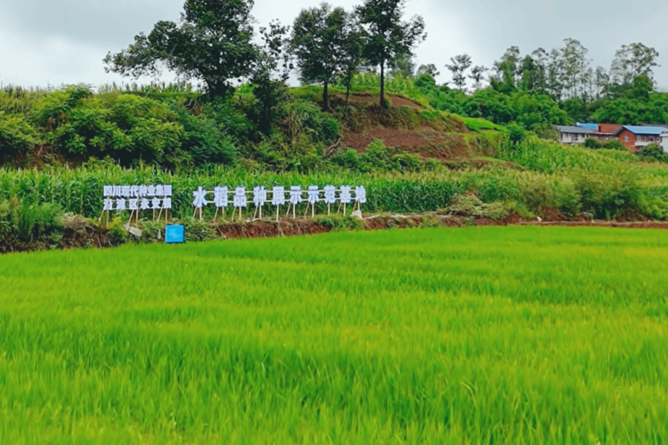 689449c0bef7a.png 7.28低镉水稻品种pic1.png