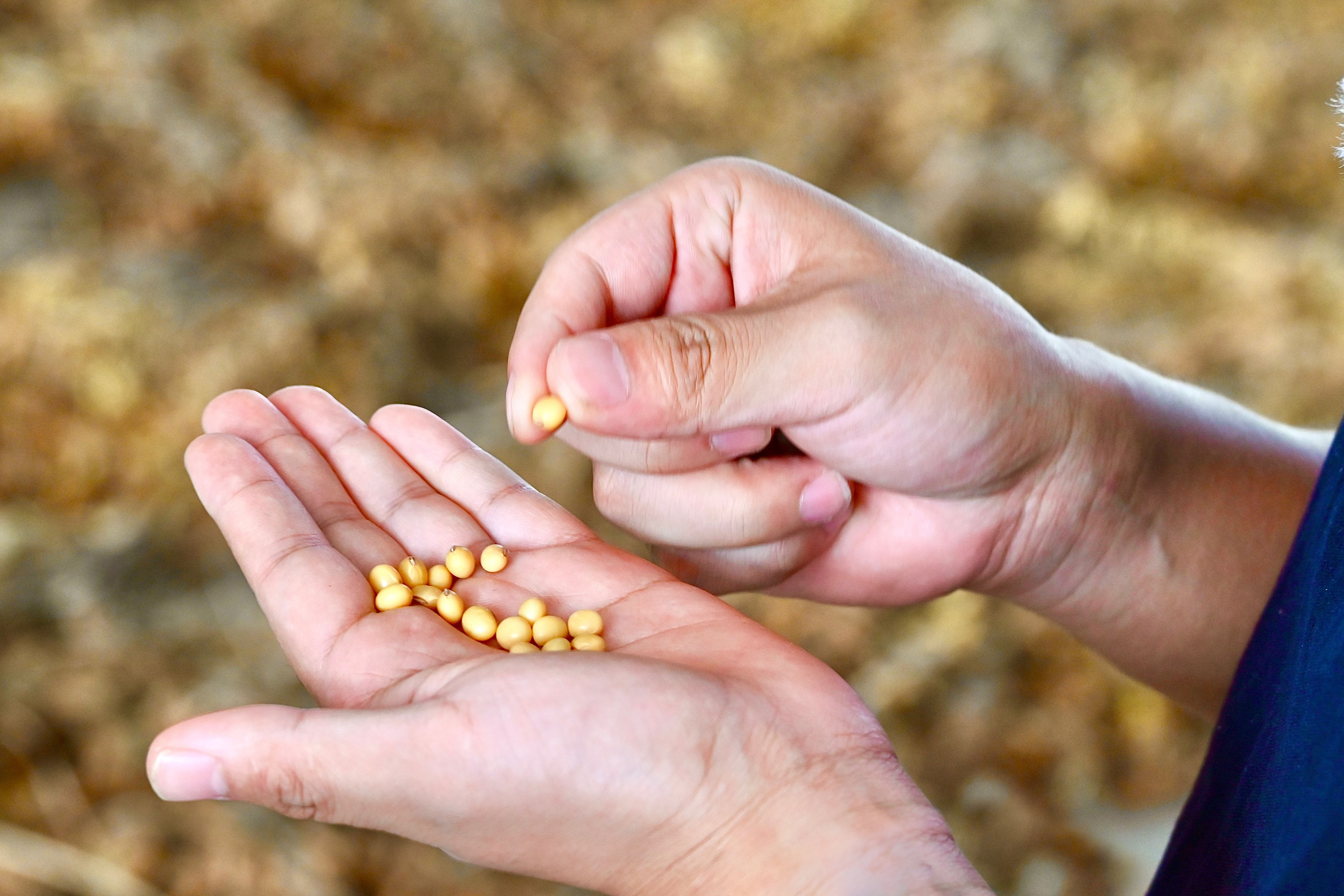 68f596422e8a8.jpg 10.20手拿豆子官网新闻稿配图.jpg