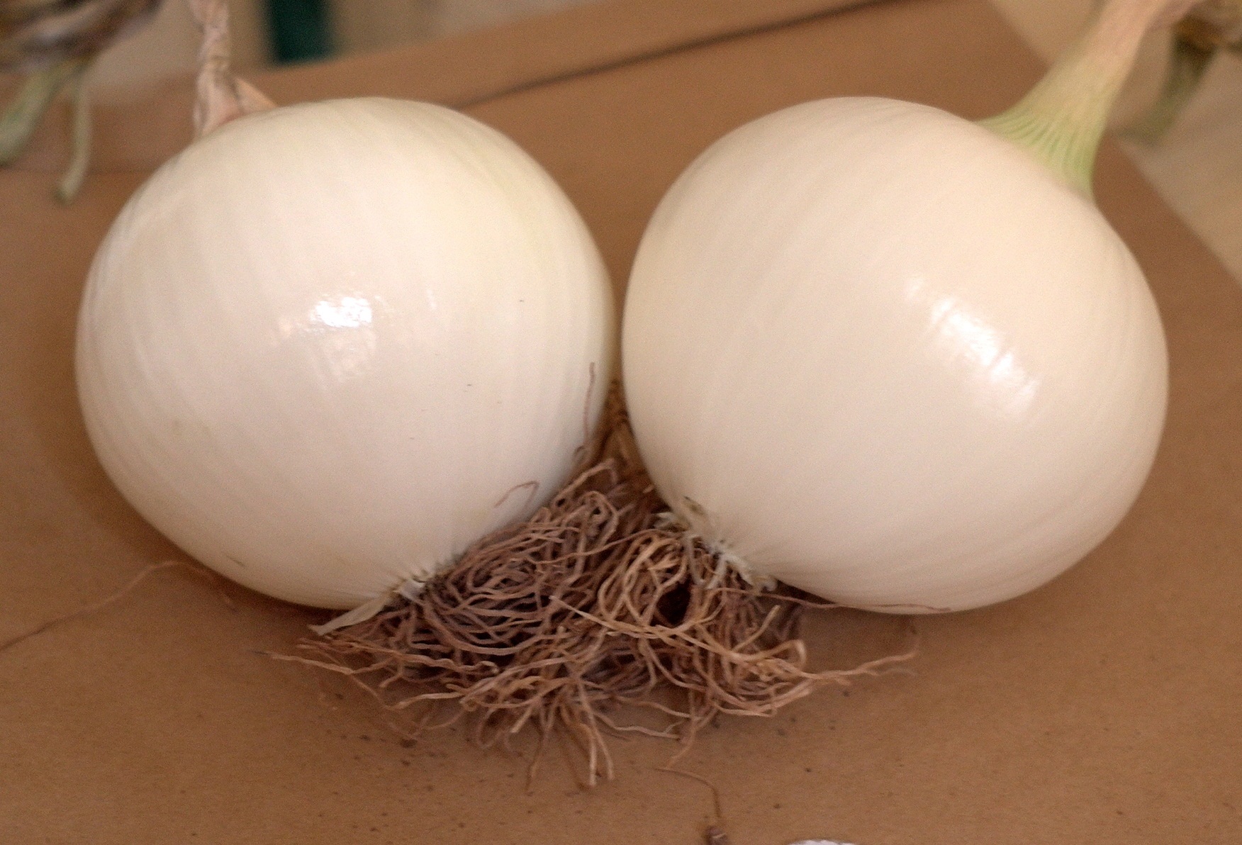 690018d4efaa3.jpg ¿ÆÍþ°×Ñó´Ðjpg(1).jpg