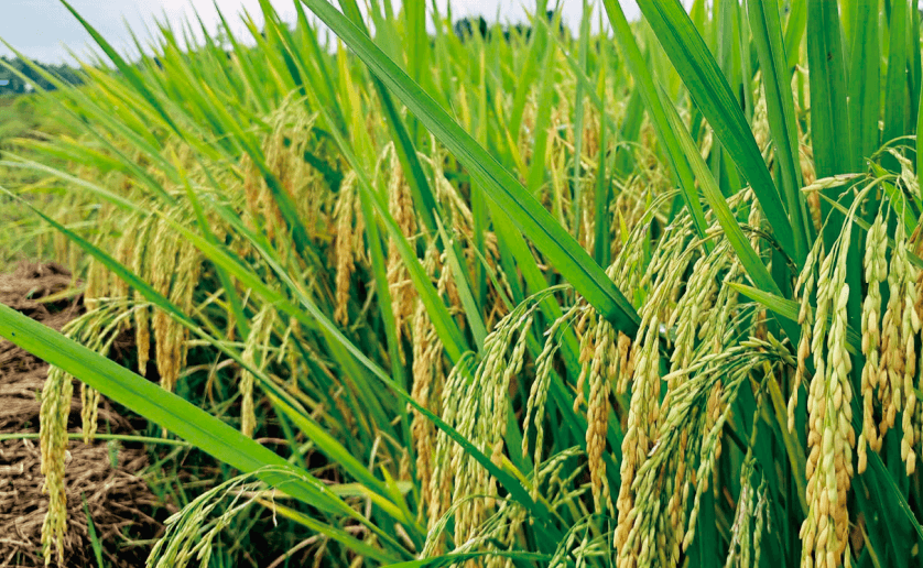 ������1611