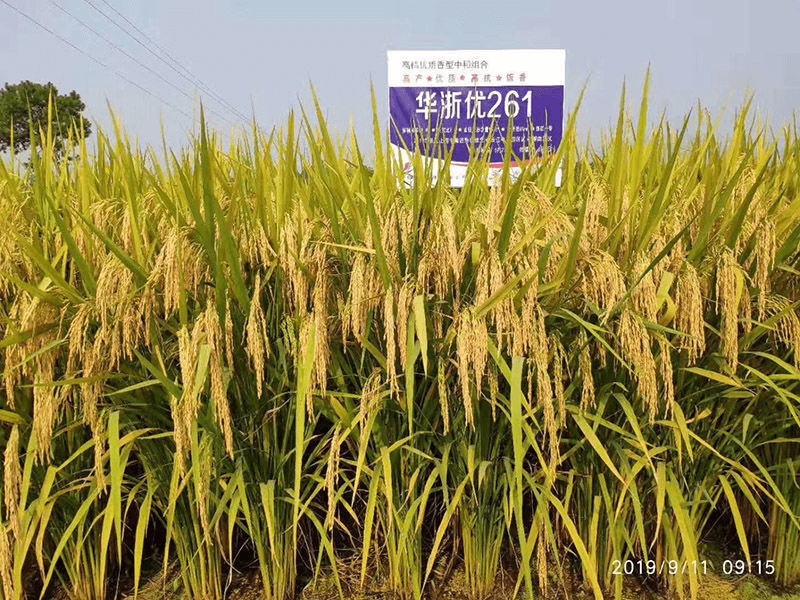 ������261