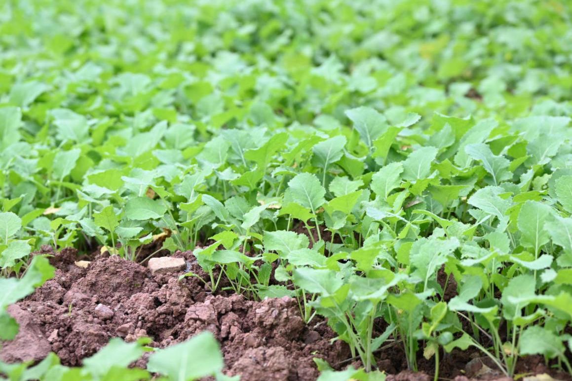 ũ���˲��³�һ����������������������ʩ�����ò�ǰ׼�������������������Ĵ���̡��ﶬ�֡����� С���ֽ��ڱ���βǰ��ȫ���