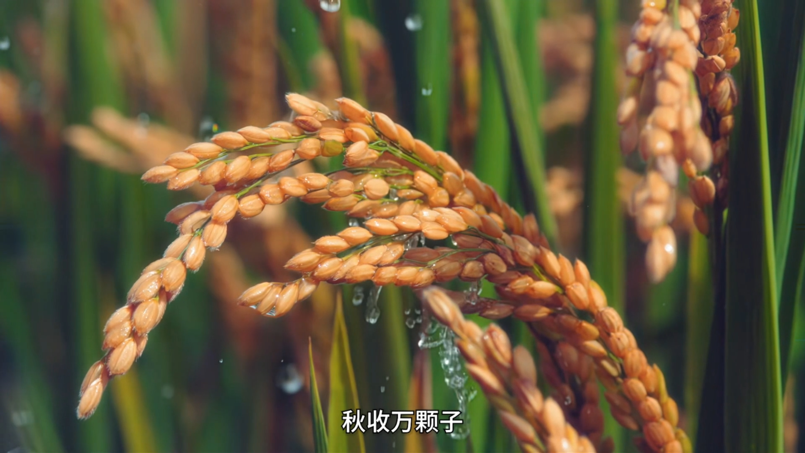 ��������Ƭ