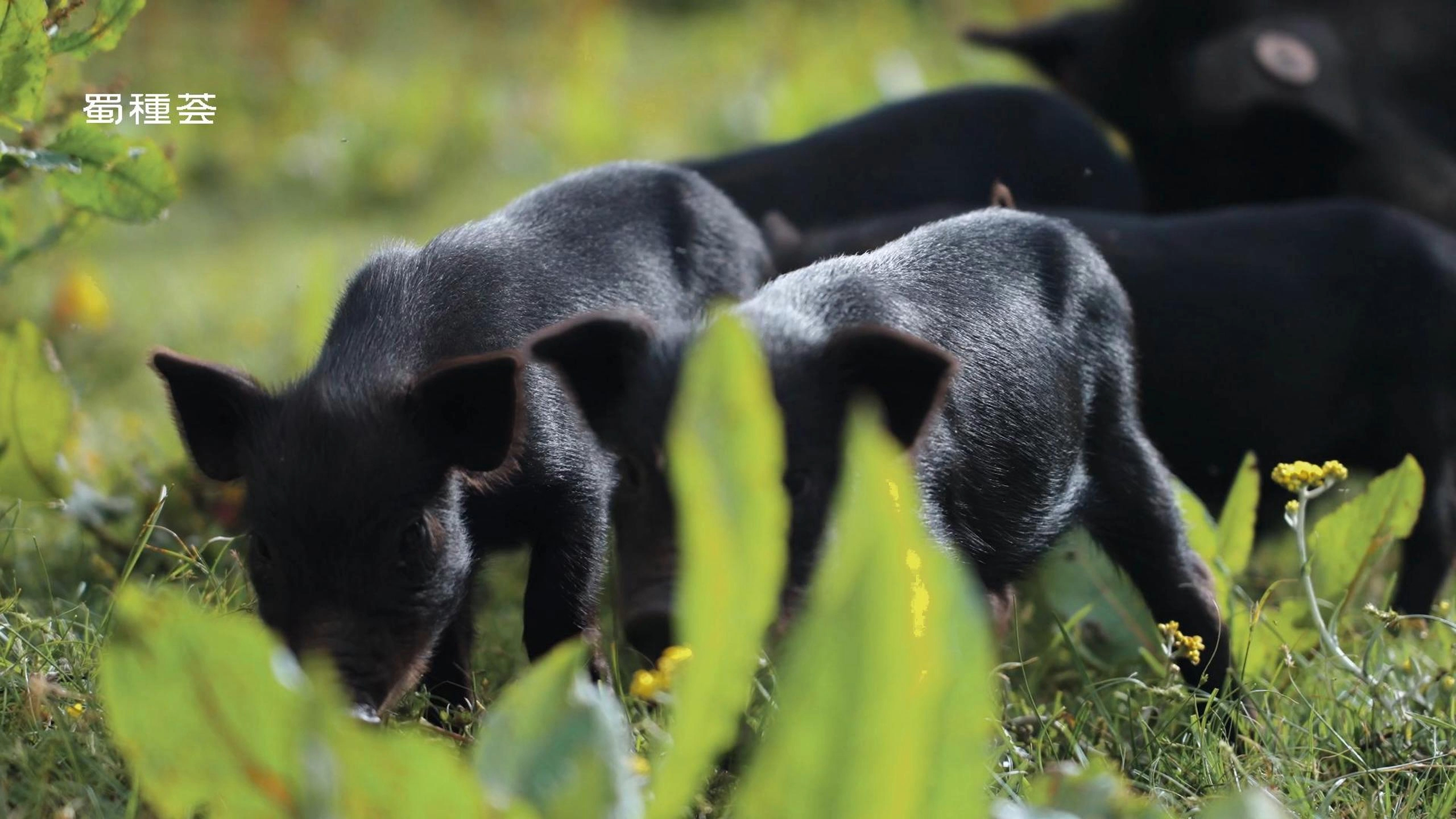 ������ ��о������