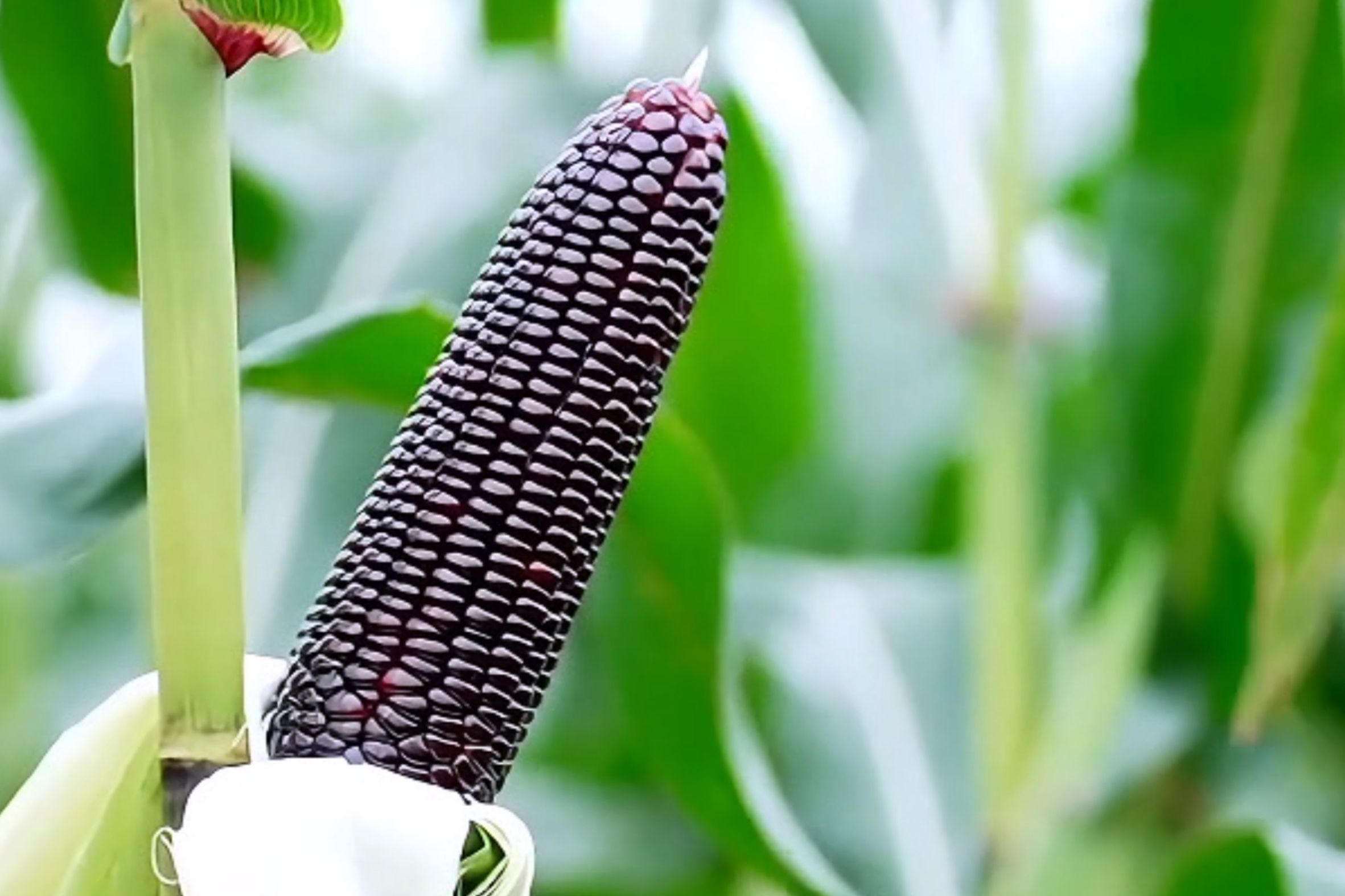 �����Ŵ621