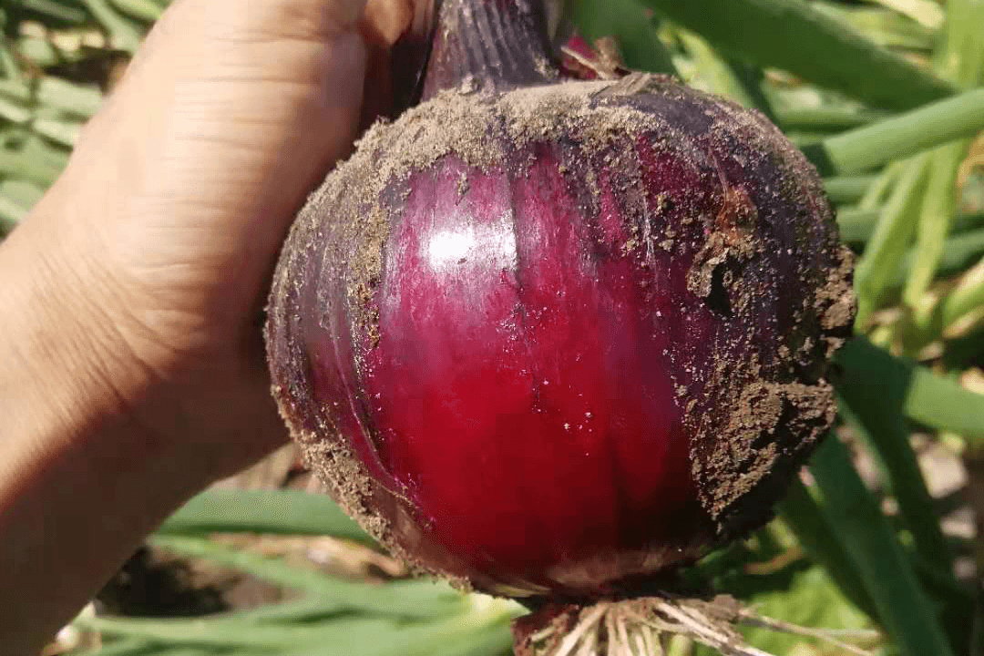 ������16�ţ��ϣ�