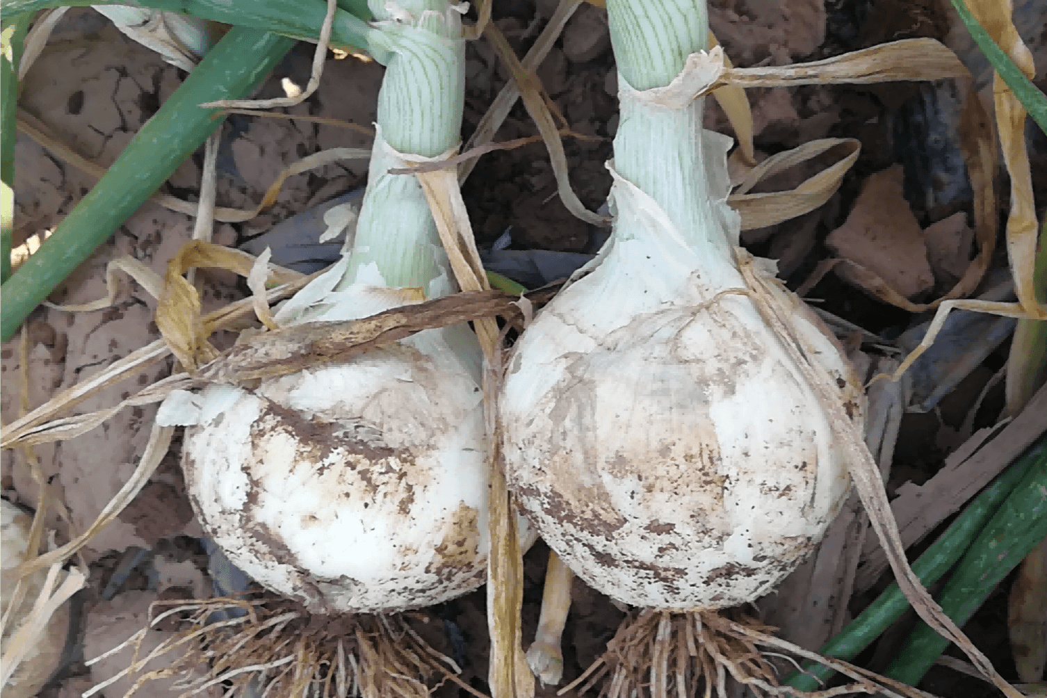 ������1��