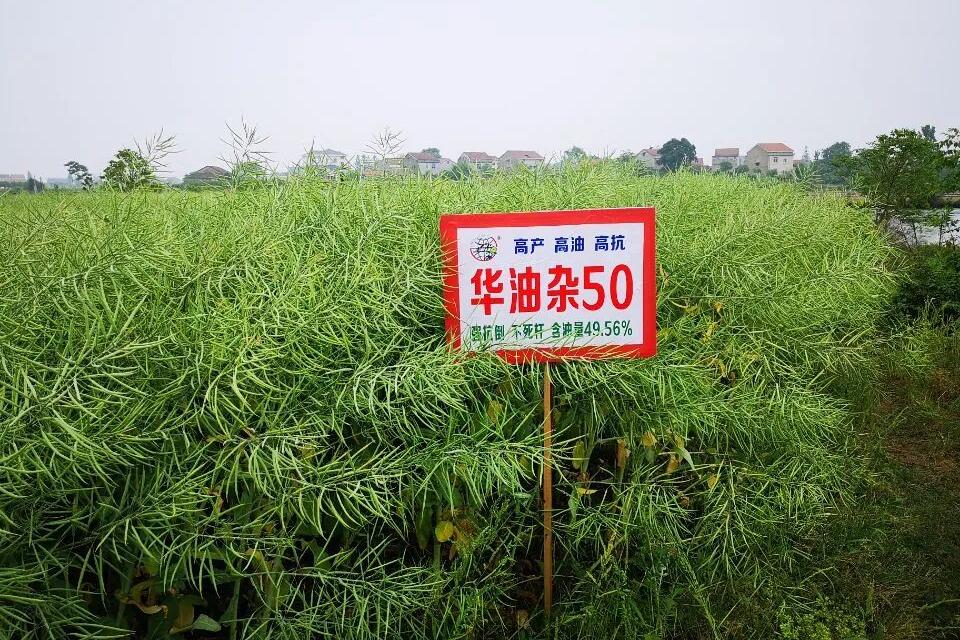 ?������50��GPD�Ͳ�(2017)420204��